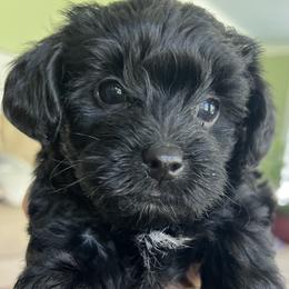 "Blanch" Yorkipoo Puppies from Gin and Stella's Adventures