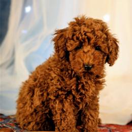 Light green - Red  male Poodle puppy in Pottersville, Missouri from Christina Miller's Poodles