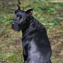 Akara - Cane Corso