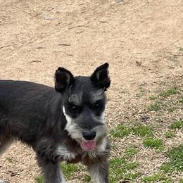 Cash - Miniature Schnauzer