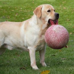 Titan - Yellow male Labrador Retriever puppy in Madison, Wisconsin from Meritrust Labradors