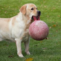 Titan - Yellow male Labrador Retriever puppy in Madison, Wisconsin from Meritrust Labradors
