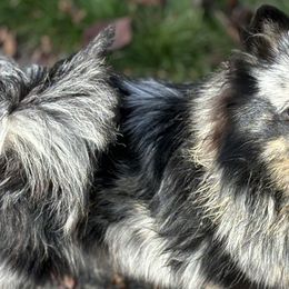 Pomskies from Rainier Mountain Pomsky’s LLC