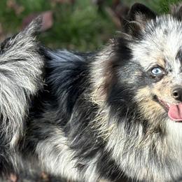 Pomskies from Rainier Mountain Pomsky’s LLC