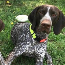 German Shorthaired Pointers from Royale  German Shorthaired Pointers