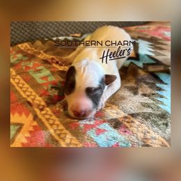 Pumpkin - Red mottled male Australian Cattle Dog puppy in Floyd, Virginia from Southern Charm Heelers