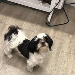 Molly - Shih Tzu