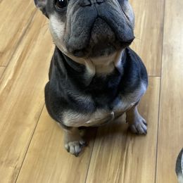 Tito - French Bulldog