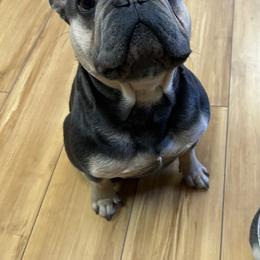 Tito - French Bulldog