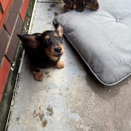Lyna - Black and tan female Dachshund puppy in Humble, Texas from Foley Dachshunds