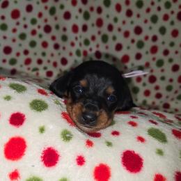 Light purple - Black and tan female Dachshund puppy in Kalama, Washington from Neeley Family's Weenies