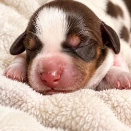 Theo - Piebald male Dachshund puppy in Mesa, Arizona from Dach Army LLC