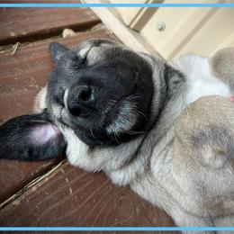 Light Blue - Fawn female Anatolian Shepherd Dog puppy in Clark, Wyoming from Fyne Acres