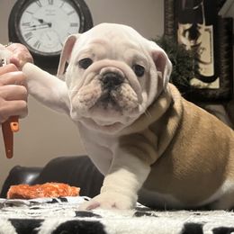 Pastor Pete - Red and white male Bulldog puppy in Harrisburg, Pennsylvania from KnockDown Bulldogs