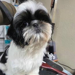 Dreamer - Black and white female Shih Tzu puppy in Riverside, California from Raincross Shih Tzu