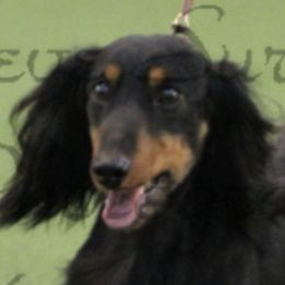 Dachshunds from Diane Kulesa's Dachshunds