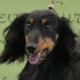 Dachshunds from Diane Kulesa's Dachshunds