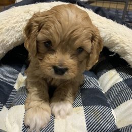 Cavapoo Puppies from Double Diamond Cavapoos