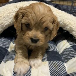 Cavapoo Puppies from Double Diamond Cavapoos
