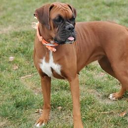 Barbie - Boxer