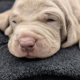 Lorraine - Silver gray female Weimaraner puppy in Evart, Michigan from Drehbar Weimaraners