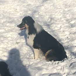 Australian Shepherd Puppies from Highline