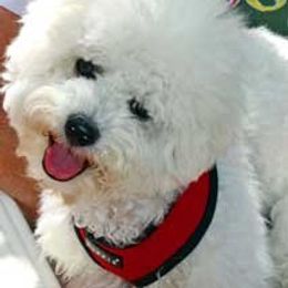 Bichon Frise All Grown Up from Legend Bichons