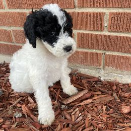 Cream - Goldendoodle puppy from Lola Bear Goldendoodles