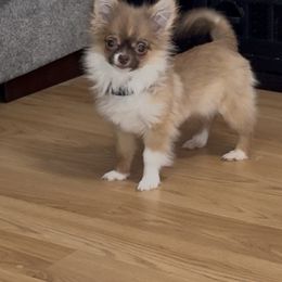 Baby 36 oz at 24 weeks - Chocolate sabled fawn female Chihuahua puppy in Williamsburg, Virginia from PAWSitive Cheeky Chihuahuas