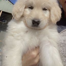 Goldendoodle Puppies from Peachy Sweet Goldendoodles