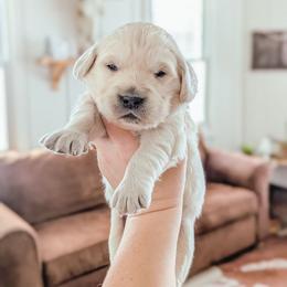 Sugar - Light golden female Golden Retriever puppy in Mason, Michigan from Sweet Breeze Acres