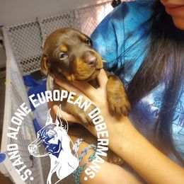 Doberman Pinscher Puppies from Stand Alone European Dobermans