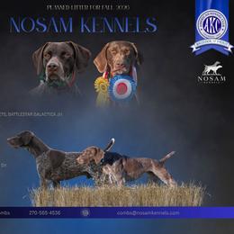 Girl 3 - Liver roan female German Shorthaired Pointer puppy in Greensburg, Kentucky from Nosam Kennels- Hungarian Vizslas, and German Shorthairs Located in Kentucky