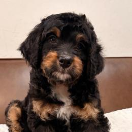 Mango - Phantom female Bernedoodle puppy in Queen Creek, Arizona from Dulcito Doodles