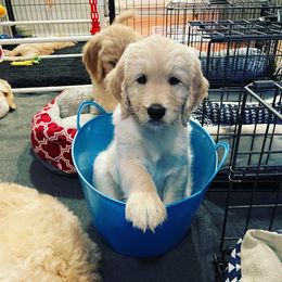 Goldendoodle Puppies from King Family Doodles