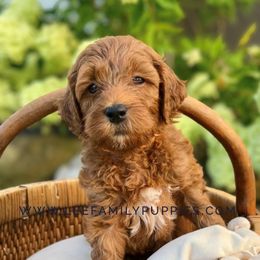Miniature Boy-George - Apricot male Goldendoodle puppy in Tennessee from Lee Family Puppies