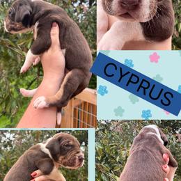 Cyprus - Chocolate and white male Great Dane puppy in Wellsville, New York from Prophecy Danes