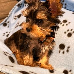 Boy 1 - Black and gold male Yorkshire Terrier puppy in Washington, D.C. from Purple Ribbon Yorkie Kennel