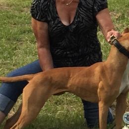 American Pit Bull Terriers, French Bulldogs, and Staffordshire Bull Terriers from Victorino's Kennel