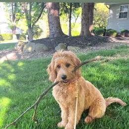 Golden Retriever and Poodle Puppies from Elliott's Elite Puppies