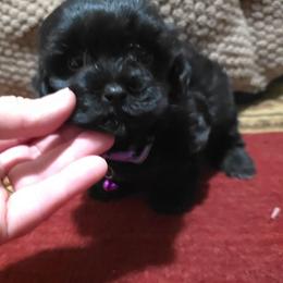 Cha Cha - Black female Maltipoo puppy in Arkansas from Brew House