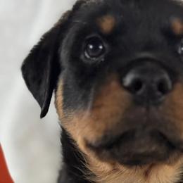 Rottweilers from Vom Haus Aurora Rottweilers