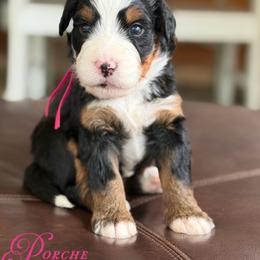 Porche - Tri-color female Bernedoodle puppy in Henry, Illinois from Rowe Farms Doodles