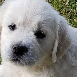 Golden Retrievers from Lucky Charm Goldens