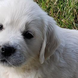 Golden Retrievers from Lucky Charm Goldens