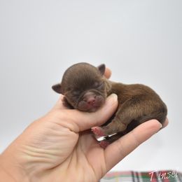 Tinsel - TINY - Chocolate female Chihuahua puppy in Bulls Gap, Tennessee from Smokey Mountain Chihuahuas
