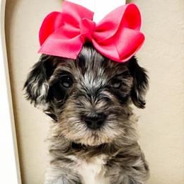 Juno - Merle female Goldendoodle puppy in Peoria, Arizona from Cactus Doods