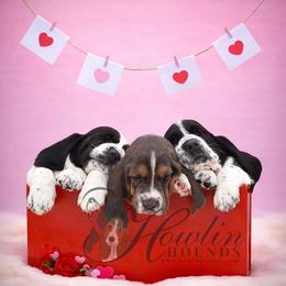 Ronal - Black and white female Basset Hound puppy in Surprise, Arizona from Howlin Hounds