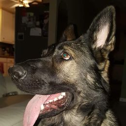 Dylan - German Shepherd