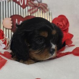 Larry - Black and tan male Cavalier King Charles Spaniel puppy in Stilwell, Oklahoma from Love Bug Cavaliers